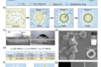 浙江大学陈东研究员、梁廷波教授团队：微流控引导下的纳米胶囊自组装，提升药物溶解度与生物利用度
