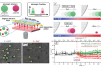 微流控技术结合精确的温度控制实现热响应性微凝胶的选择性分离