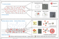 北京协和医院梁乃新&北京理工大学魏泽文：利用微流控芯片定量评估患者来源的类器官与自体免疫细胞之间的相互作用