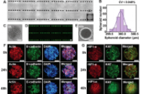 山东大学韩琳教授团队：微流控3D肿瘤球模型，助力靶向治疗与血管生成细胞因子关系的微观解析