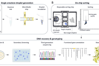 用于发现新型B抗原裂解酶的超高通量单乳液液滴筛选方法
