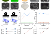武汉大学杨奕教授团队：适用于慢性肾病患者的莲叶仿生微流控尿液检测平台
