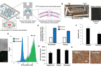 微流控辅助海藻糖内化：一种可持续的干细胞冷冻方法