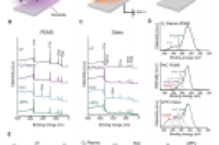 微流控器官芯片中生物分子的无试剂共价固定