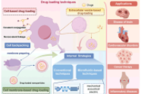 一图读懂综述：微流控技术在细胞及其衍生物药物装载中的应用与发展