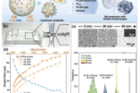 复旦大学聂志鸿教授、桑玉涛研究员等人：微流控制备形态可控的单分散PLGA-PEG/PLGA微球用于药物释放
