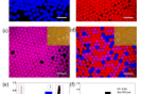 清华大学深圳国际研究生院孙树清团队：低密度量子点编码磁性微球的微流控合成与精确固定——实现多重免疫分析的新策略