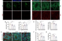 上海交通大学丁显廷&新华医院江来：多通道微流控芯片揭示低剂量双酚S对脑类器官的神经毒性作用
