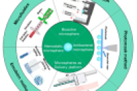 一图读懂综述：水凝胶微球的制备策略及其在皮肤修复中的应用进展