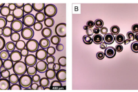 微流控双乳化法制备具有两亲性聚合物共网络壳的微胶囊