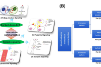 一图读懂综述：微流控平台在细胞间通讯研究中的应用进展