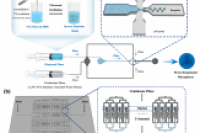 复旦大学杨武利教授团队：微流控制备PLGA微球，提升肽类药物包载效率与缓释性能