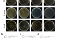 南方医科大学王平/广东省科学院生物与医学工程研究所曾志文：可注射水凝胶微球“炸弹”治疗MRSA感染的慢性骨髓炎