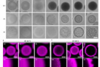 热辅助微流控技术合成具有可调网络形态的化学等效微凝胶