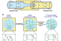 四川大学巨晓洁&华西医院张文杰：微流控制备碘131标记微球用于肝肿瘤放射栓塞治疗 发布时间2024-11-02 13:34:54