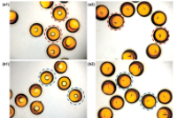 清华大学程易教授团队：微流控芯片可控制备多相油核海藻酸盐微胶囊