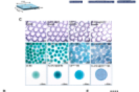 中国海洋大学张兰威教授、林凯副教授等人：微流控技术制备半胱氨酸改性壳聚糖微球用于益生菌包埋