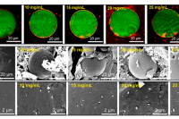 东北农业大学隋晓楠教授团队：微流控技术制备大豆蛋白乳液的参数控制、表征及稳定性