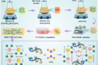 北京工商大学王静教授、张慧娟教授等人：微流控制备光催化米糠蛋白/羧甲基纤维素/ZrO2纤维用于草莓保鲜