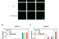 常州第二人民医院农鲁明、高共鸣等人：pH响应性改性HAMA微球调控椎间盘炎症微环境