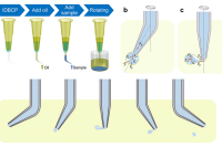 山东大学程永强团队：弯曲毛细管离心驱动单分散液滴发生器及其在数字LAMP检测中的应用