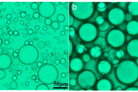 微流控流动聚焦芯片中含有磁性纳米颗粒的水凝胶液滴的合成与表征