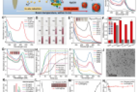 南开大学王硕&河北农业大学王向红等人：微流控绿色合成胃蛋白酶掺杂金纳米粒子，用于食品危害的比色和光热双读数检测