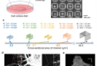 微流控技术精准调控体外皮层网络中的神经元集群，助力神经系统疾病建模