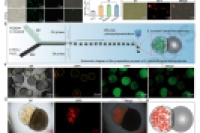 山东第一医科大学魏云云/韩子强/毛小龙：液滴微流控技术制备活性益生菌Janus微粒，助力废水中重金属离子的高效生物修复