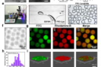成都中医药大学瞿燕、张晨团队：微流控制备中草药纳米复合水凝胶微球，用于糖尿病伤口组织再生