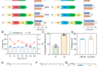 复旦大学戚建平教授团队：开发基于深共熔溶剂的即用型脂质纳米颗粒技术，用于核酸递送