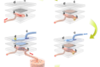 浙江大学曹臻、汪小知团队：集成微通道板的微流控乳液系统高通量生成单分散液滴和水凝胶微球