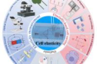 一图读懂综述：基于微流控技术的细胞弹性测量和分选研究进展与应用