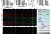 东华大学史向阳教授团队：微流控合成无载体全活性金属酚纳米胶囊，用于肿瘤化学-化学动力学-免疫治疗
