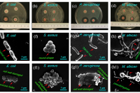 中国人民解放军总医院&北大口腔医院&内蒙古医科大学：微流控制备生物相容性海藻酸钠-丝素蛋白抗菌微球，用于感染伤口修复