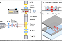 江苏师范大学刘莹、王静静&西交利物浦大学芯片学院陈伟：使用多通道微流控芯片和光镊高效表征红细胞流变特性