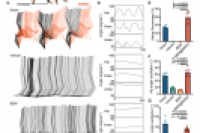 温州医科大学李校堃院士团队：生物工程微球调控间充质干细胞命运，以加速脊髓损伤治疗