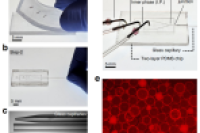 PDMS-玻璃毛细管混合微流控装置结合快速纯化策略，高效生成巨型脂质体
