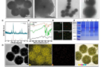 吉大董彪教授&吉大一院刘海鹏副教授：混合细胞膜修饰磁性纳米粒子结合倒置微流控芯片，用于CTC原位捕获和灭活