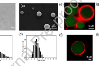 浙江大学高长有&徐峰：吸入巨噬细胞膜包被的水凝胶微粒，有效缓解急性肺损伤炎症