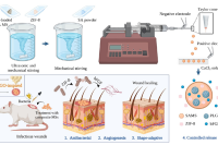 青岛大学附属医院王培戈教授等人：具有形状适应性、抗菌和血管生成能力的电喷雾纳微米复合海藻酸钠微球用于感染伤口愈合