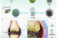 苏州市立医院郝跃峰教授等：填充含铜生物活性玻璃的可注射微球通过调节炎症和募集干细胞来改善关节软骨愈合