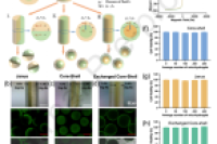 东南大学孙剑飞教授&南京大学顾宁院士：基于软模板的微流控方法，实现磁性水凝胶微球拓扑结构的精准调控