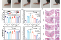 华中科技大学李威团队：调控乳液液滴固化动力学因子实现高载药量聚合物微球