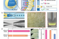 在氟碳油基三重乳液中通过界面表面活性剂络合实现微胶囊多样性