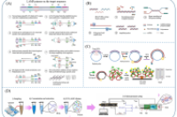 一图读懂综述：用于监测废水中抗生素耐药基因的便携式微流控设备研究进展
