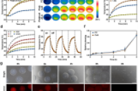 浙江大学周民教授&浙大四院王守界团队：基于藻蓝蛋白的多功能微球治疗感染性辐射诱导皮肤损伤