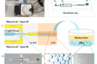 中山大学全大萍教授、白莹副教授团队：基于温控微流控系统制备生物活性脱细胞外基质水凝胶微球