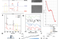 南方医科大学南方医院崔壮、吴航天&佛山大学汪军：两性离子润滑水凝胶微球封装二甲双胍可减轻年龄相关性骨关节炎