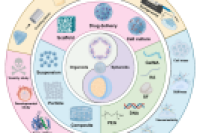 一图读懂综述：用于球状体和类器官构建的工程化水凝胶微球